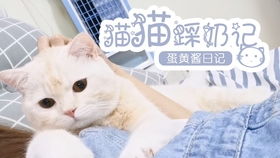 解说猫猫，lpl解说猫猫