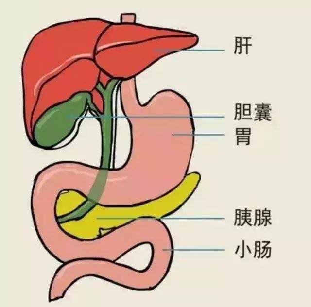 胆在哪，胆在哪个位置图片