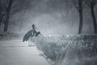 心之向往的地方便是栖息之地,是什么意思