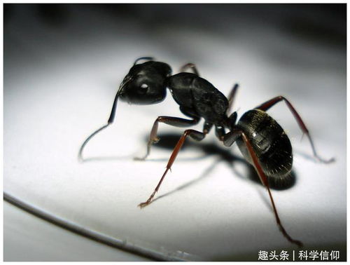 蚂蚁模拟器内置功能
