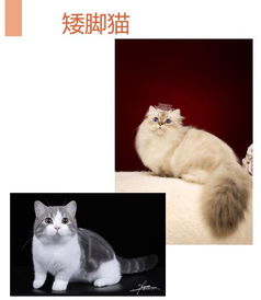 猫掌柜猫粮怎么样