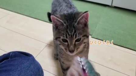 宝可梦剑盾猫老大可以生蛋吗?