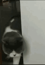 动化片,动画片小猪佩奇全集播放