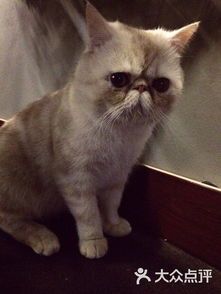 猫掌柜
