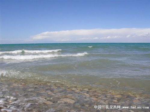 有趣的动物共栖现象 中的共栖是什么意思