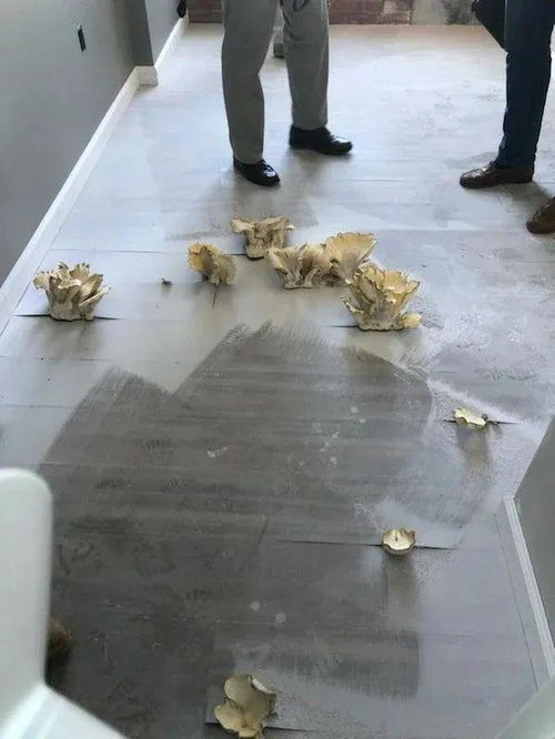 白昼梦之青写真人类为什么不能地面生存