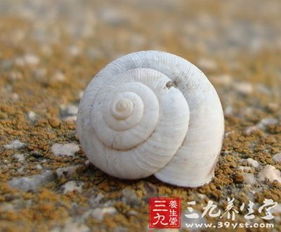 蜗牛壳，蜗牛壳碎了还能活吗