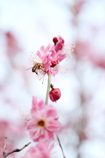 采得百花成蜜后为谁辛苦为谁甜，采得百花成蜜后为谁辛苦为谁甜哲理