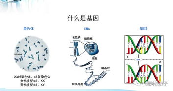 基因密码是怎么回事