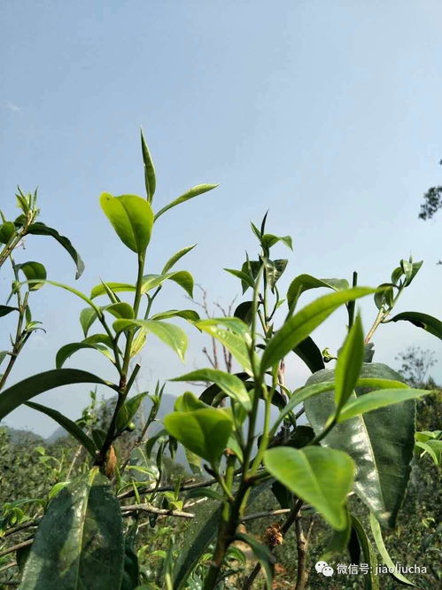 小树芽筷子的材质是用什么做的?