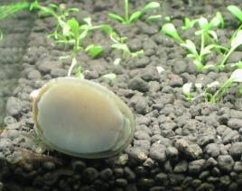 笠螺的简介