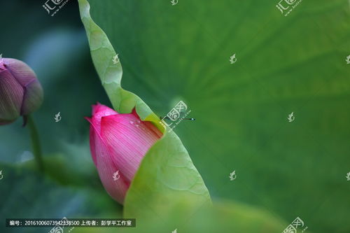 南山大佛莲花瓣怎么摸
