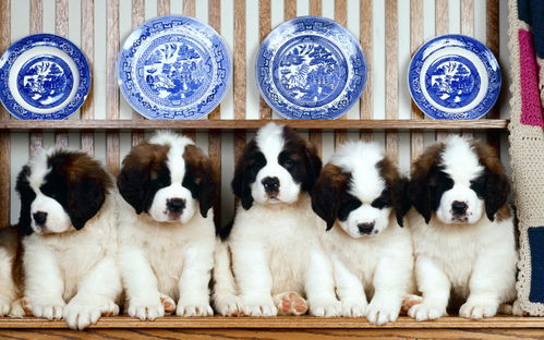 大家帮我看看这是不是柴犬?八个月了