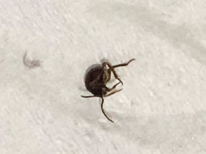 这种黑色的小硬壳虫子是什么虫子。