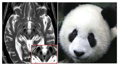 网络斗图熊猫脸。怎么画