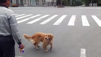 老人与狗的剧情简介