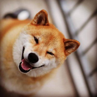 柴犬的笑容会很恐怖,治愈笑容下藏着四大缺点