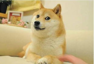 微笑柴犬，微笑柴犬表情包