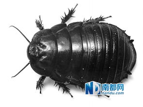 土鳖网，土鳖网络说什么意思