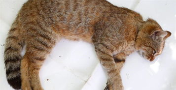 猫狐,猫狐灭绝了吗