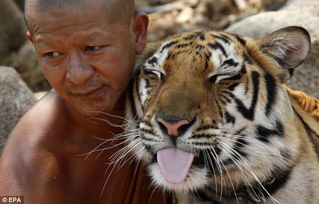 猛虎,猛虎嗅蔷薇