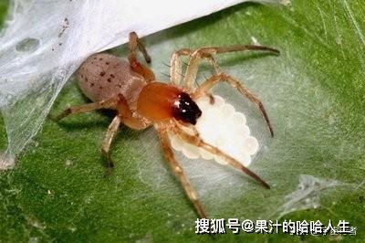 脑叶公司蜘蛛巢好管吗