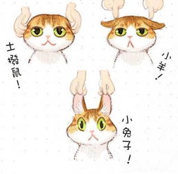 猫咪社区官网