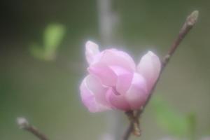 有花萌