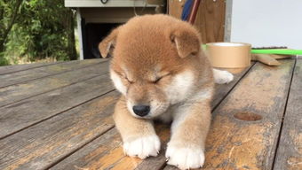 柴犬是什么