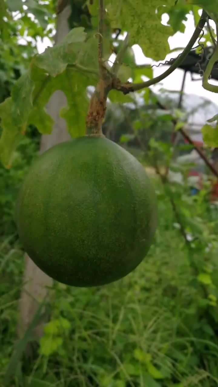 怎么种瓜，怎么种瓜苗才长的好