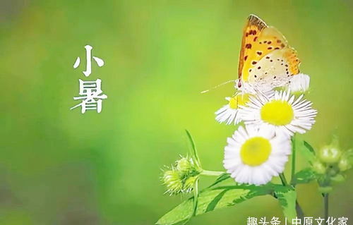 小暑图片