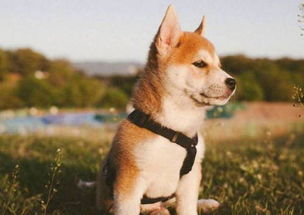 小柴犬图片,小柴犬图片幼犬图片