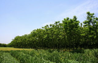 苗圃种植