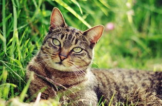 六个小方猫中间连着一根绳是什么游戏