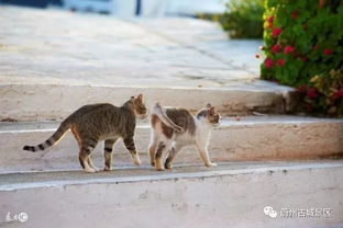 猫岛，猫岛 中国