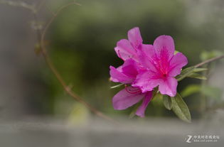 花中西施