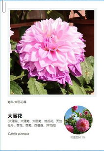 花伴侣无法联网