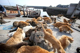 日本猫岛在哪里日本猫岛位置
