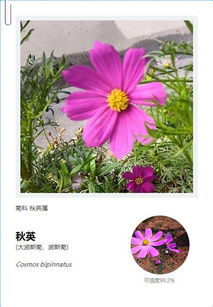 花伴侣，花伴侣拍照识花