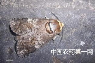 小木蠹蛾是什么?