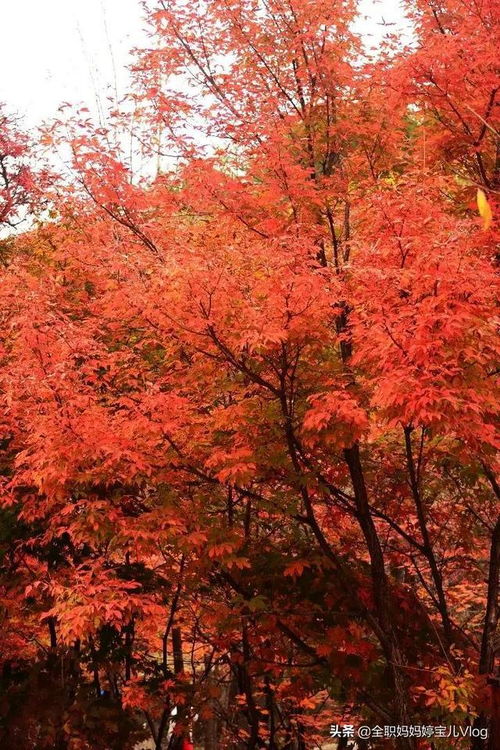 青岛枫叶林在什么地方