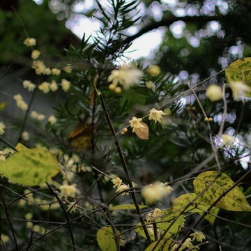 植物图鉴