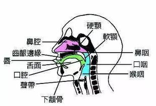 颚是什么部位，舌头上颚是什么部位