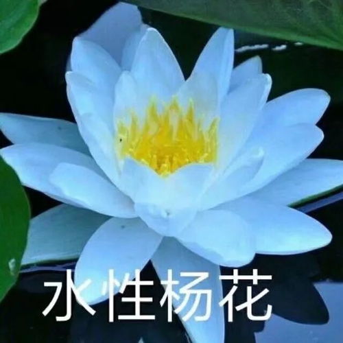 我想要男女手里各拿一把花的情侣头像