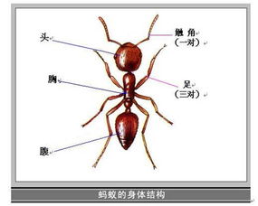 蚂蚁心愿，蚂蚁星愿