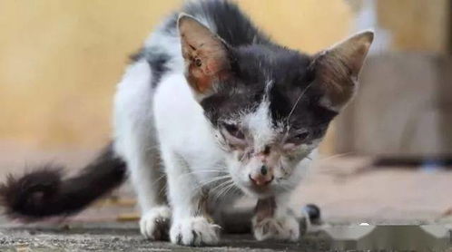 饥饿的猫，饥饿的猫恐怖游戏攻略