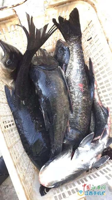 请问这是什么鱼?