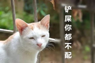 简直想不到——“云养猫”还可以这么玩!!