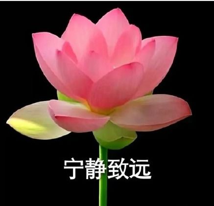 荷花情侣头像,荷花情侣头像一男一女