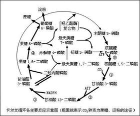 循环图，循环图内容